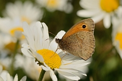 David Plant Photography - Wildlife Photography - Meadow brown - A